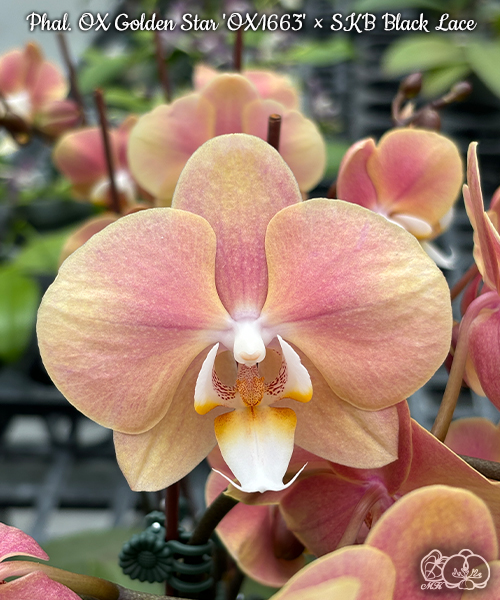 粉吹手　掛花 美琪園藝Miki Orchid - 品種詳細頁